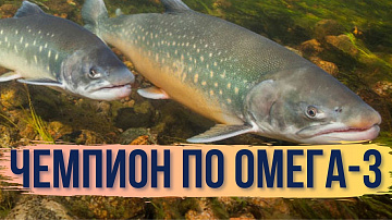 Выпуск “Самая полезная в мире рыба из Арктики” передачи “Наука и жизнь”