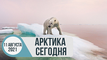 Выпуск “Арктика сегодня: в ООН оценили риски глобального потепления” передачи “Арктические новости”