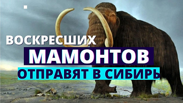 Выпуск “Воссозданные мамонты поборются в Якутии с глобальным потеплением” передачи “Наука и жизнь”