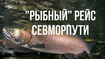 Выпуск “  Как вывозить камчатскую рыбу” передачи “Политика”