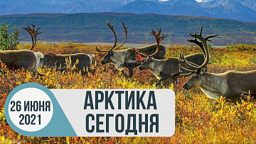 Выпуск “Арктика сегодня: экологический форум в Москве” передачи “Арктические новости”