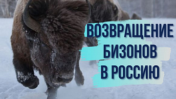 Выпуск “Как бизоны сохраняют мерзлоту в Якутии” передачи “Наука и жизнь”