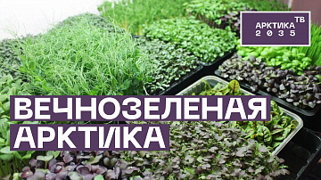 Детей в Архангельске учат выращивать микрозелень. Грантовая программа ПОРА