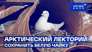 Выпуск “Сохранить белую чайку | Арктический лекторий” передачи “Экология”