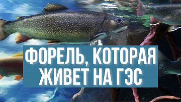Выпуск “Рыбзавод на 50-метровой глубине” передачи “Культура и быт”